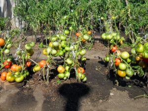 Бизнес на помидорах. Методика ускоренного выращивания томатов