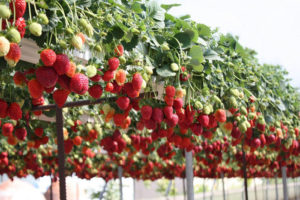Круглогодичное выращивание ягод и фруктов