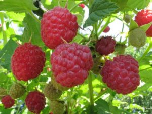Не жизнь, а малина — выращивание сладкой ягоды на продажу