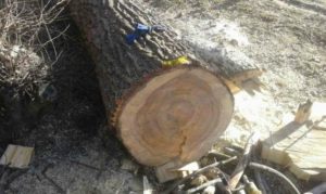 Наломаем дров и заработаем! Бизнес на спиле и обрезке деревьев