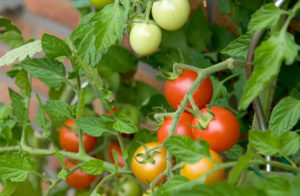 Бизнес на помидорах. Методика ускоренного выращивания томатов