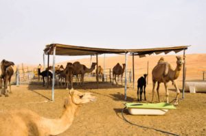Разведение верблюдов как бизнес — открываем свою ферму