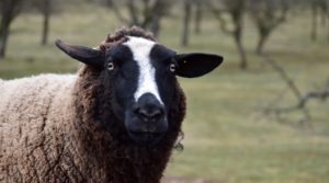 Как в Ярославле вырастили лучшие в мире каракулевые шубы: бизнес на разведении овец романовской породы