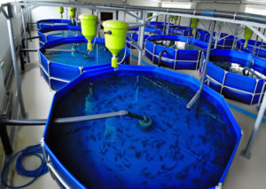 Выращивание рыбы в замкнутых системах. УЗВ-фермы.