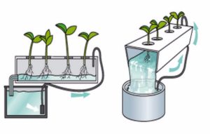 Гидропоника как бизнес — новые технологии прогрессивного выращивания растений
