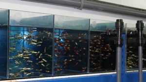 Разведение породистых аквариумных рыбок. Расчет расходов и прибыли