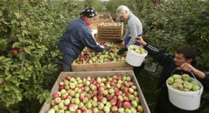 Заработок на сборе фруктов и овощей с частных хозяйств