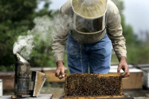 Пчеловодство как бизнес