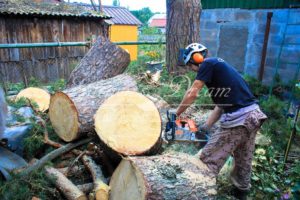 Наломаем дров и заработаем! Бизнес на спиле и обрезке деревьев