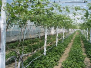 Выращивание винограда в теплице