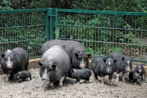 Разведение вьетнамских свиней как бизнес