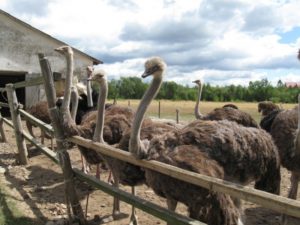 Как открыть страусиную ферму