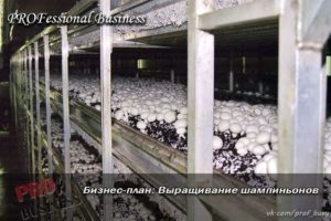 Бизнес план предприятия по выращиванию и продаже грибов