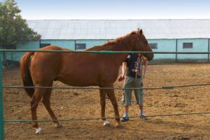 Бизнес на лошадях: как открыть мясную конеферму