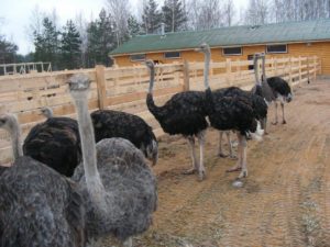 Бизнес план фермерского разведения страусов