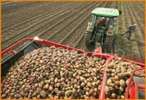 Картофель как бизнес с гарантированной прибылью начинающему фермеру