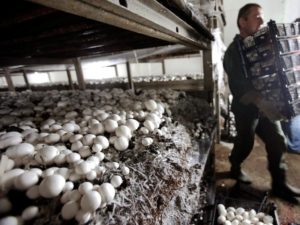Бизнес план предприятия по выращиванию и продаже грибов