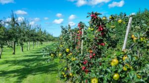 Прибыльное дело — фруктово-плодовый сад