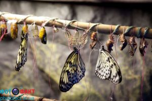 Разведение бабочек — как открыть успешный бизнес силами одного человека