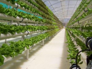 Гидропоника как бизнес — новые технологии прогрессивного выращивания растений