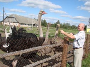 Бизнес план фермерского разведения страусов