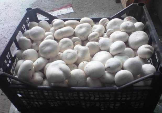 Идея бизнеса: выращивание грибов шампиньонов в домашних условиях