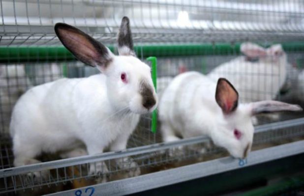 Кролиководство как бизнес: особенности разведения и содержания кроликов