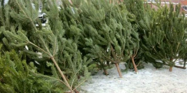 Продажа живых новогодних елок как бизнес на Новый Год