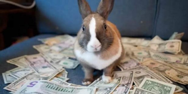 Кролиководство как бизнес: особенности разведения и содержания кроликов